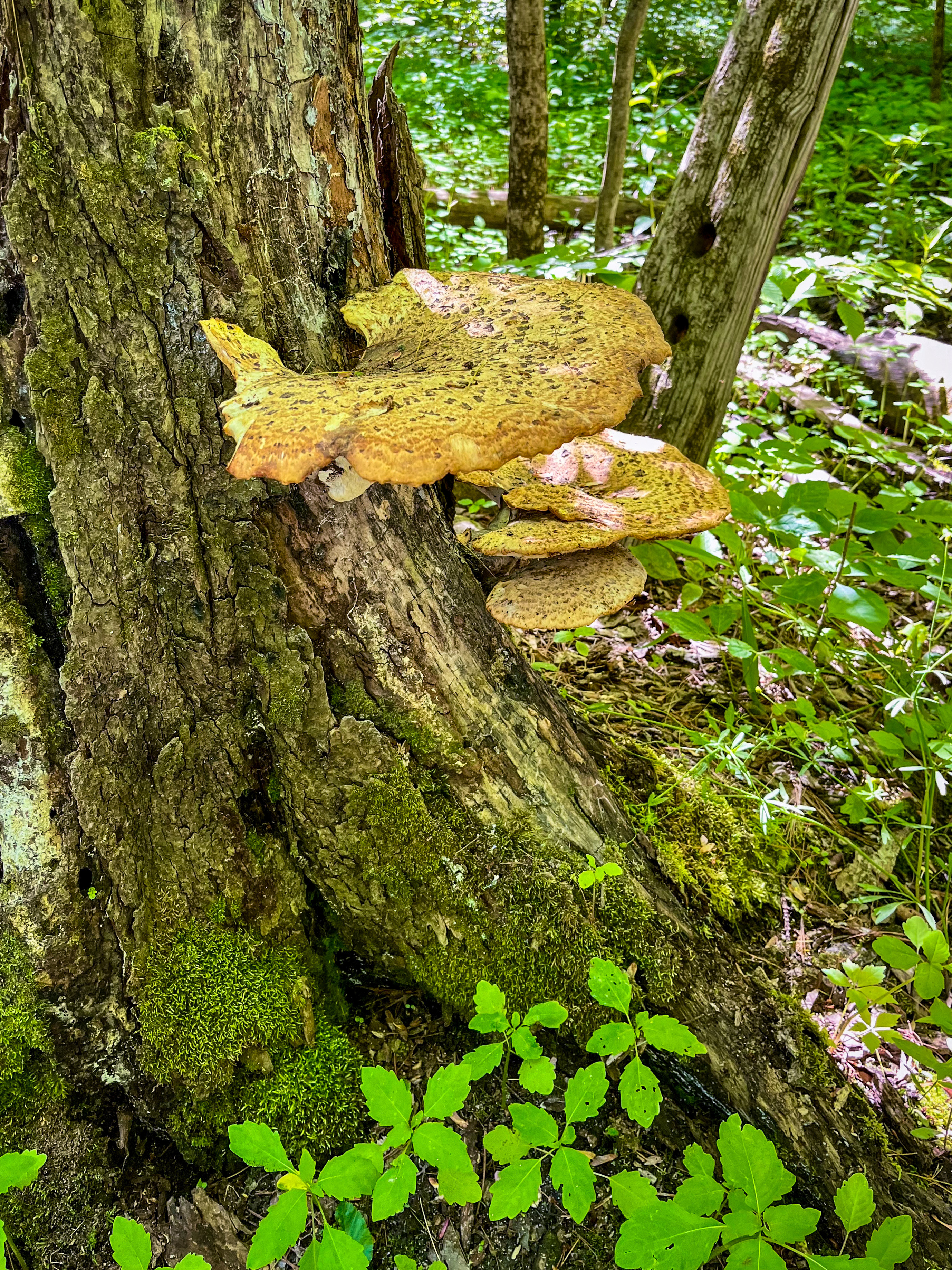 Dryad Saddle