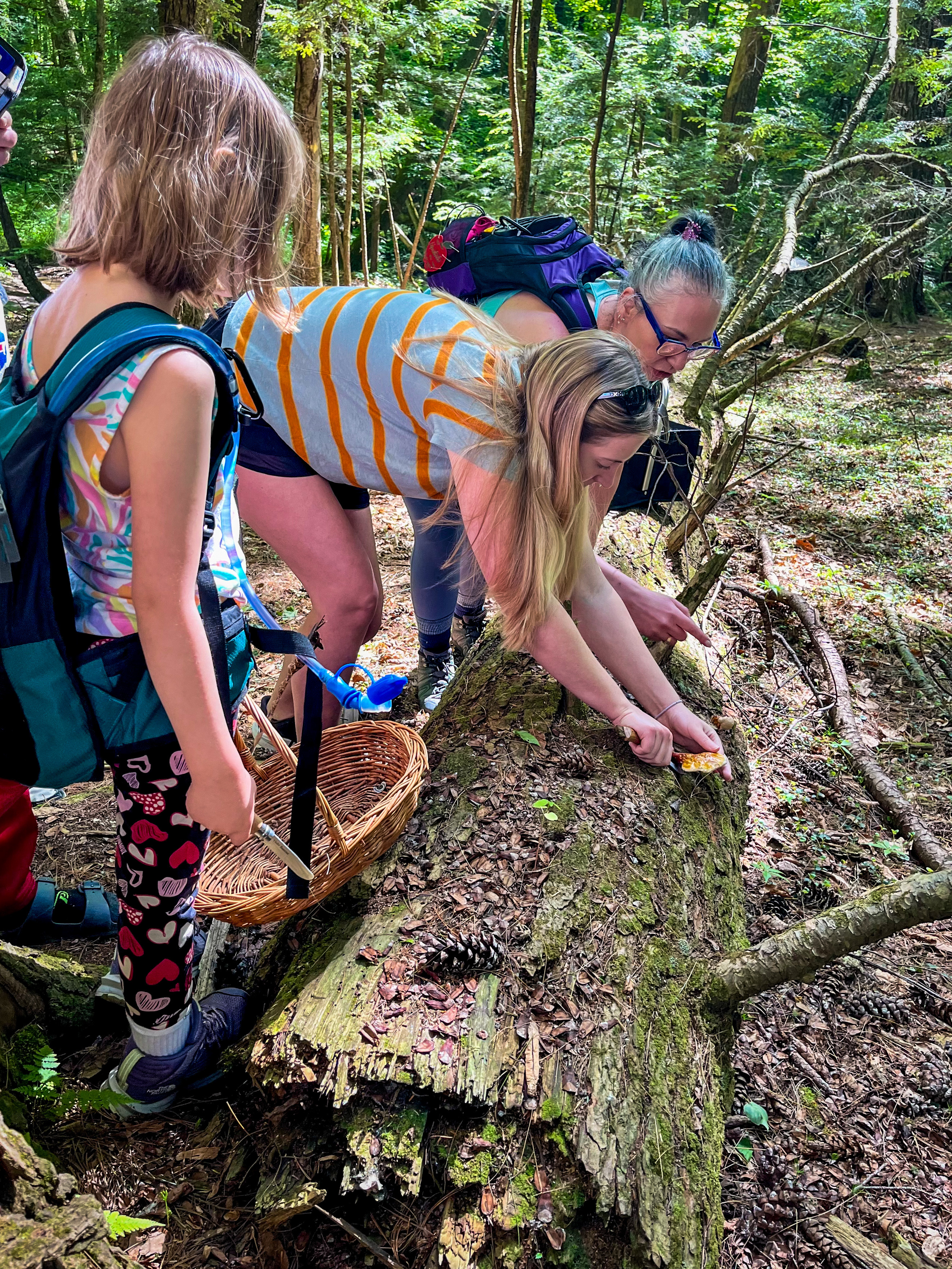 Demonstrating Reishi Harvest