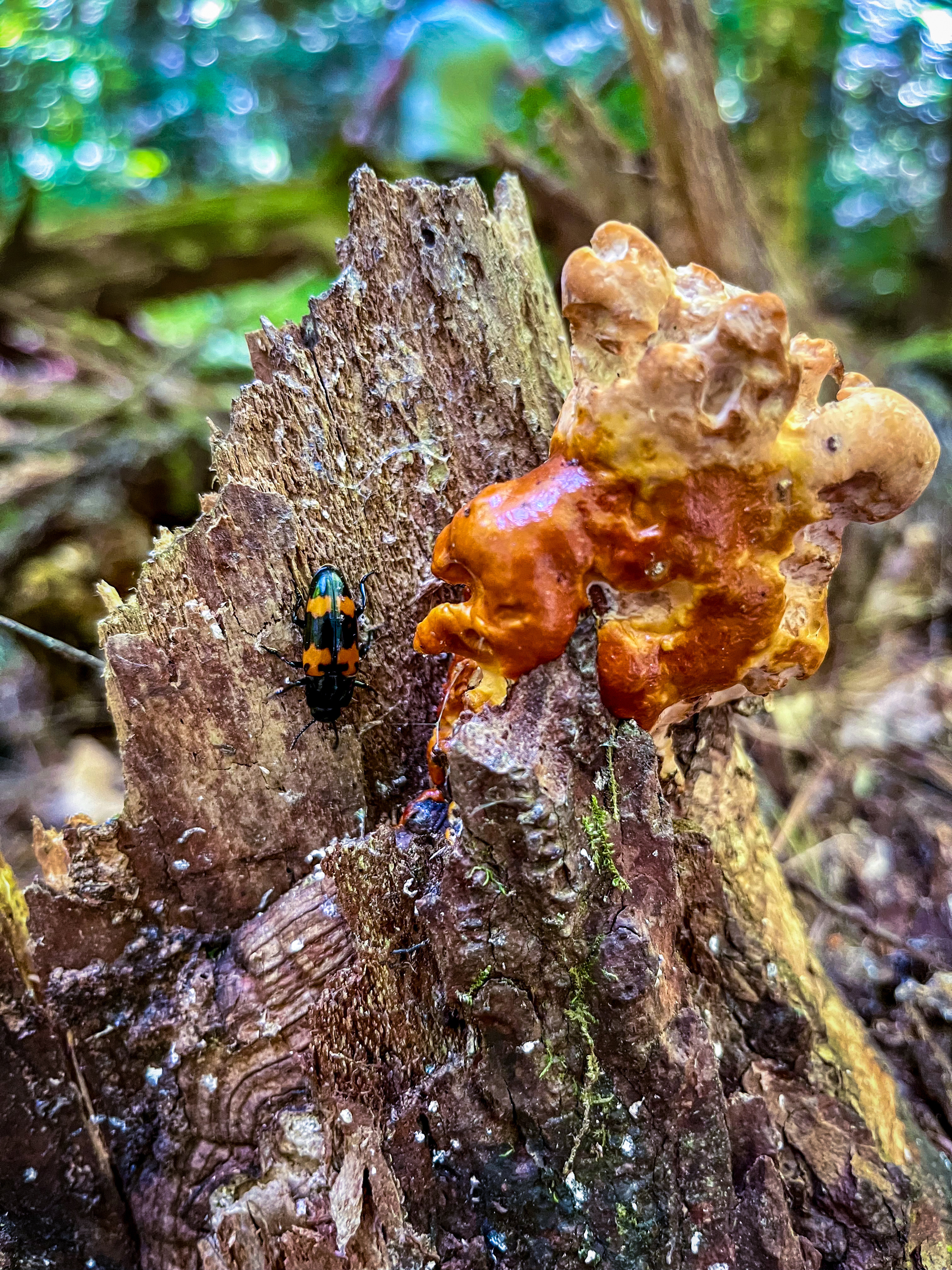 Baby Reishi and Beetle