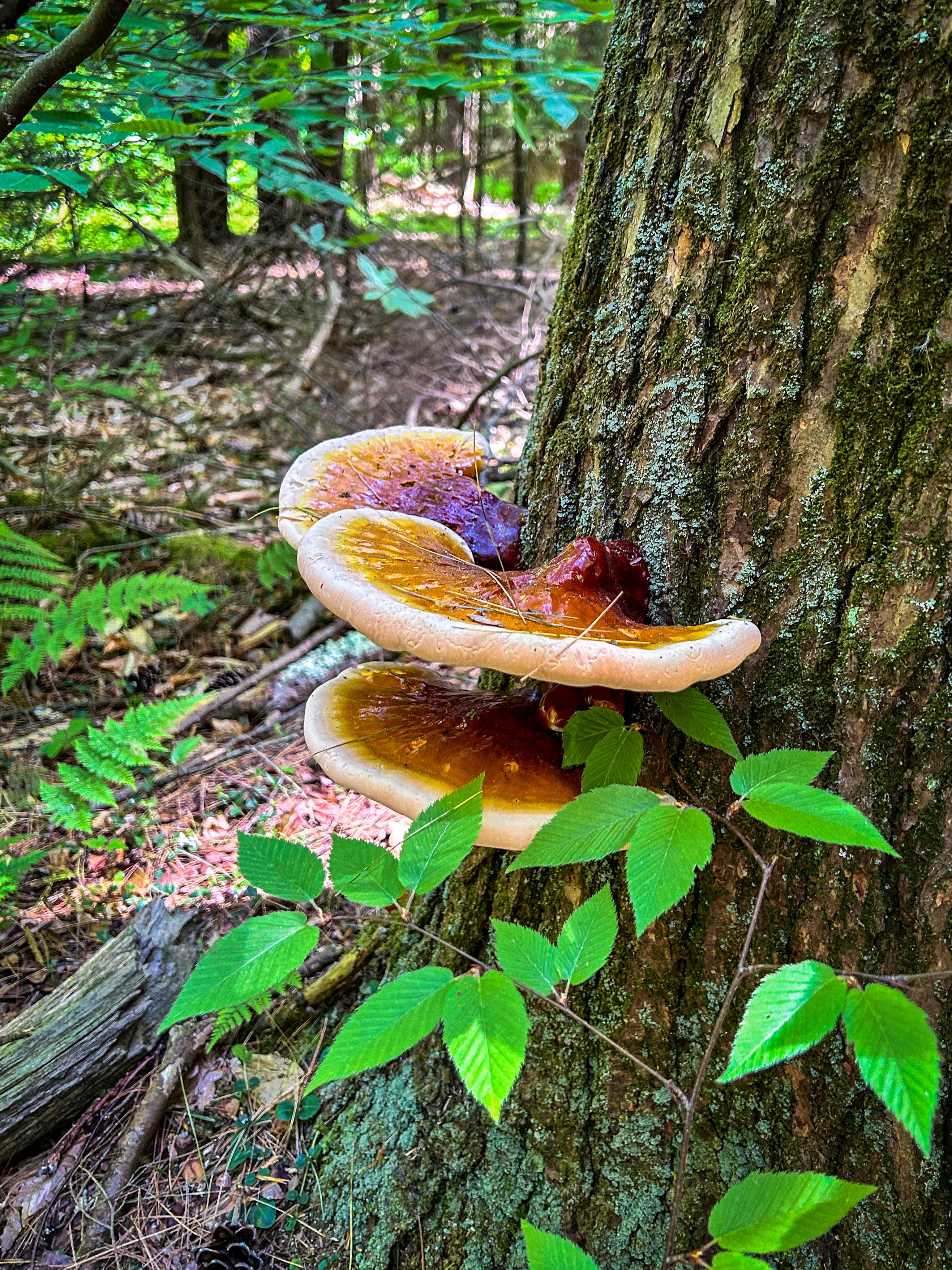 Overlapping Reishi Fans