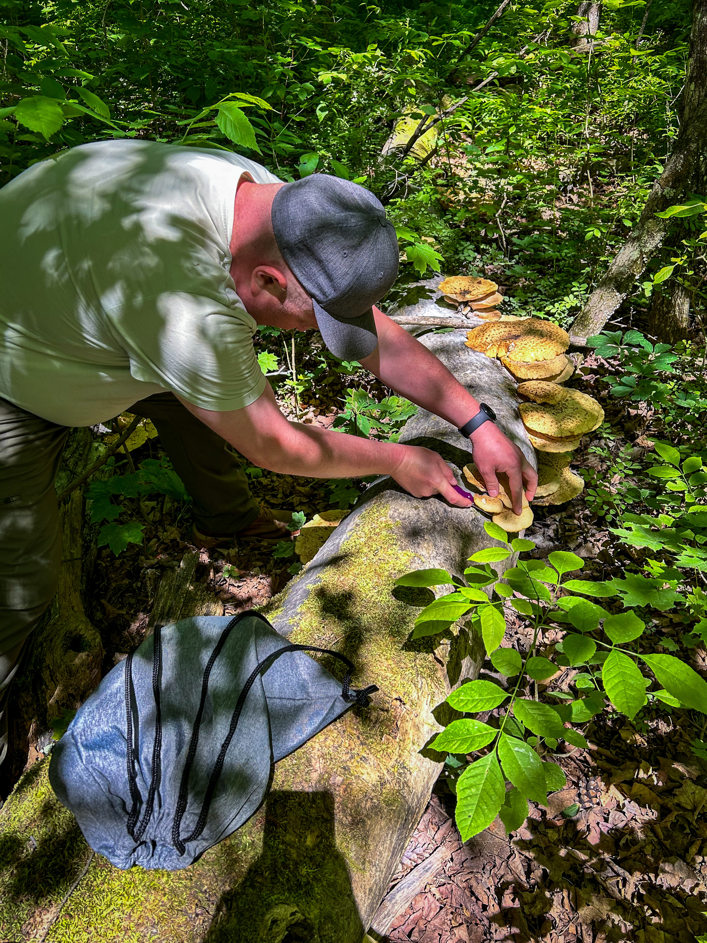 Ryan Harvesting Dryads