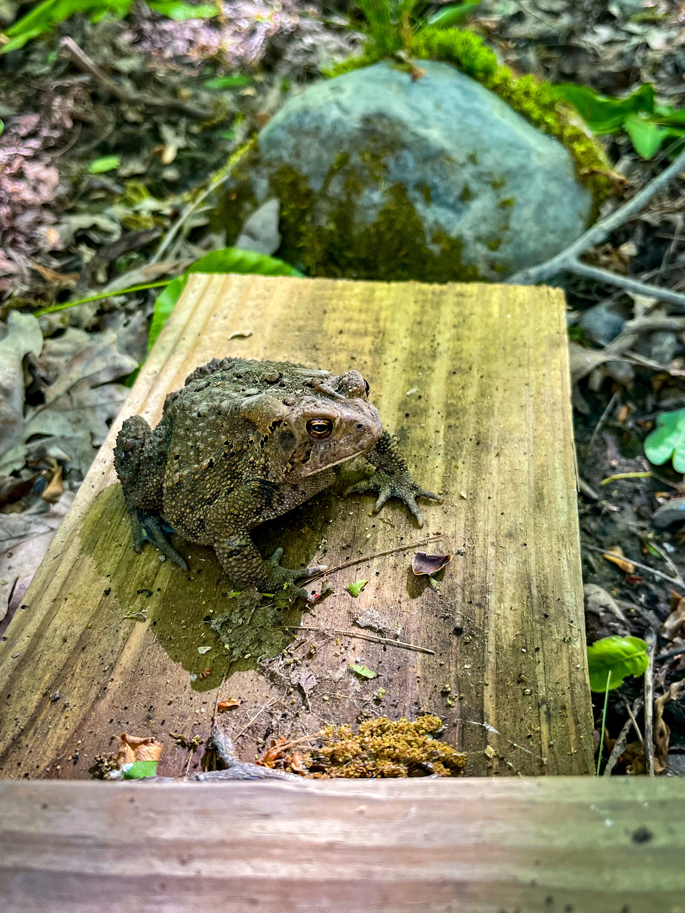 Toad