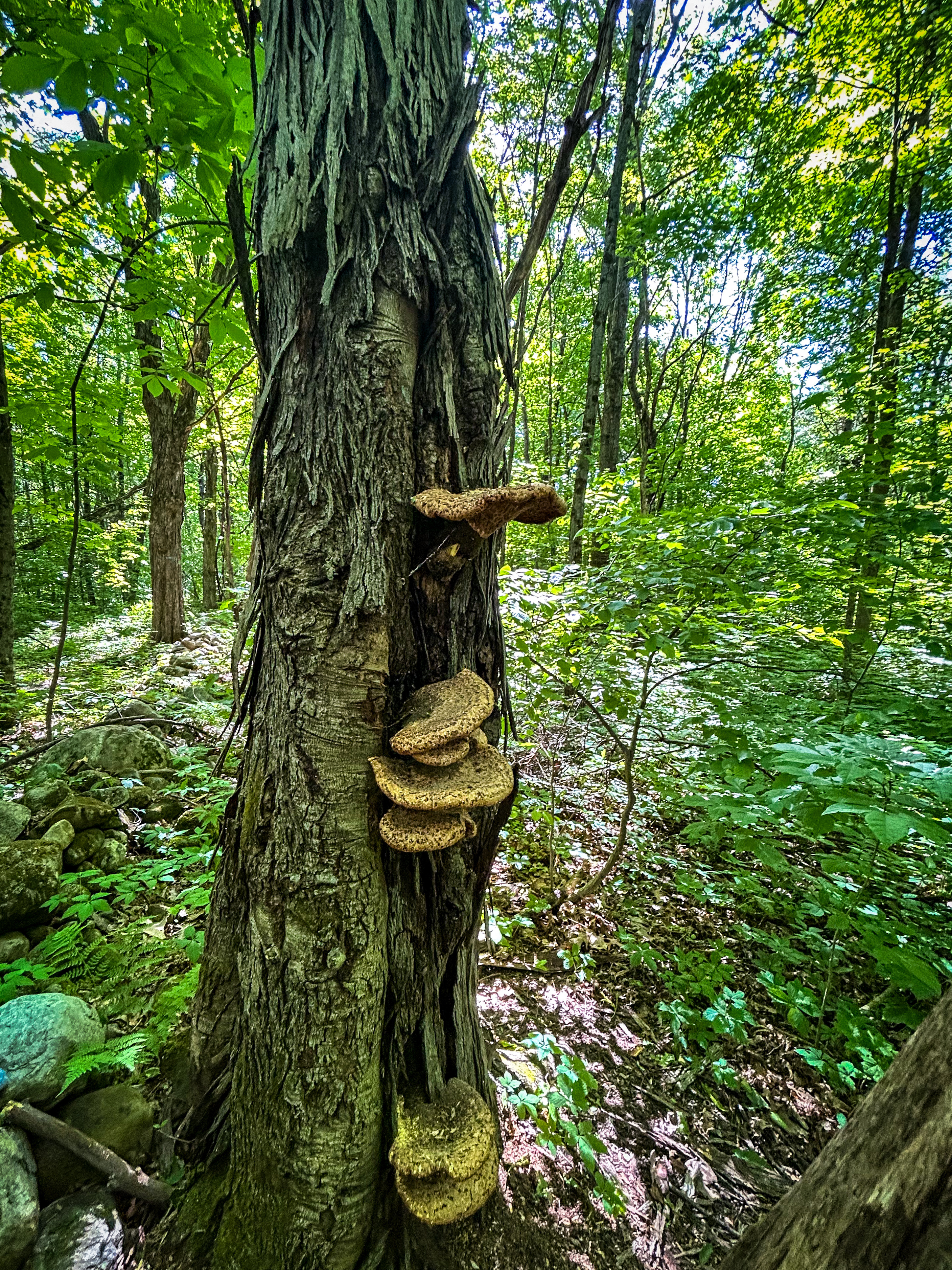 Dryad Saddle