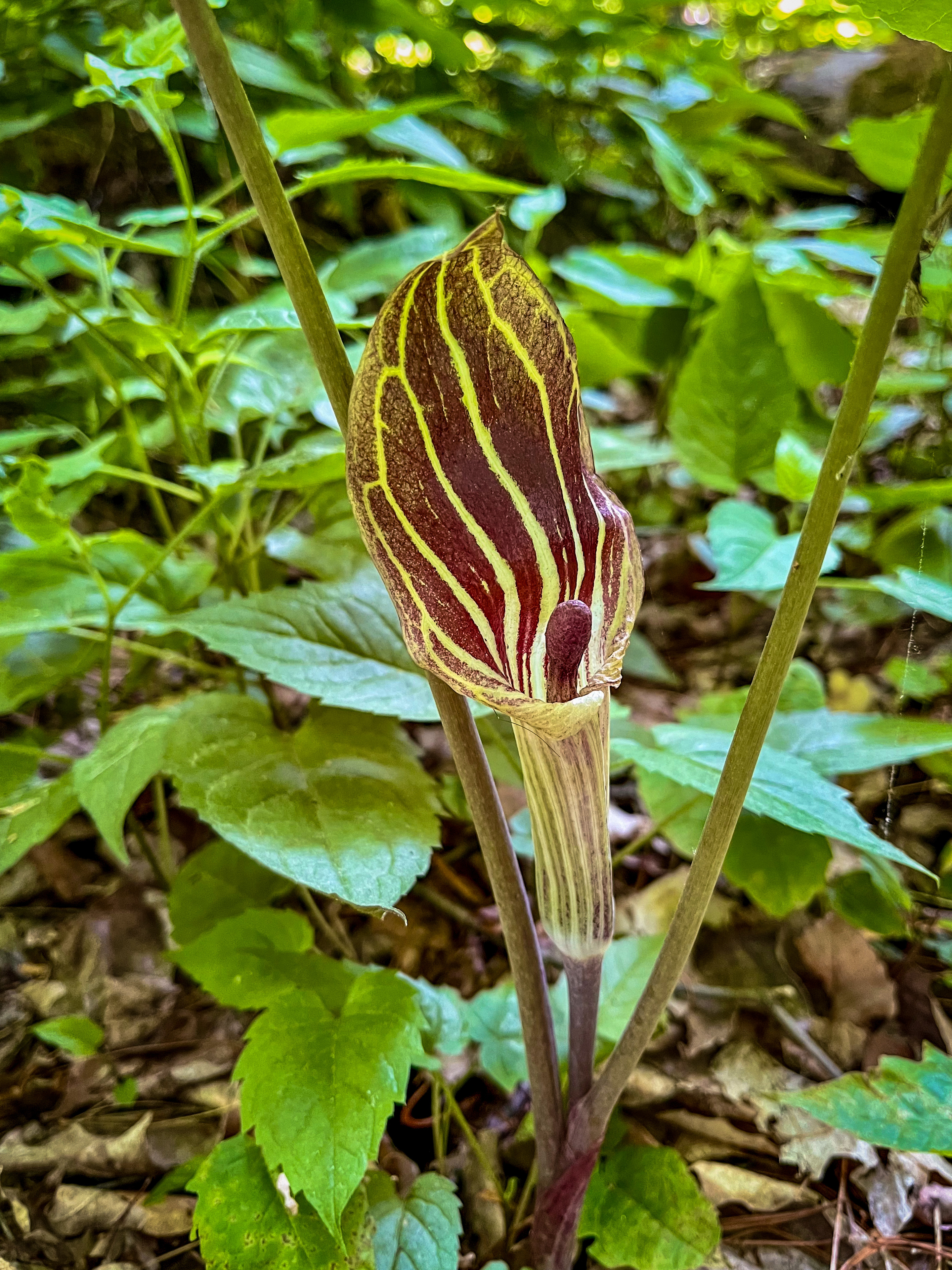 Jack-in-the-Pulpit