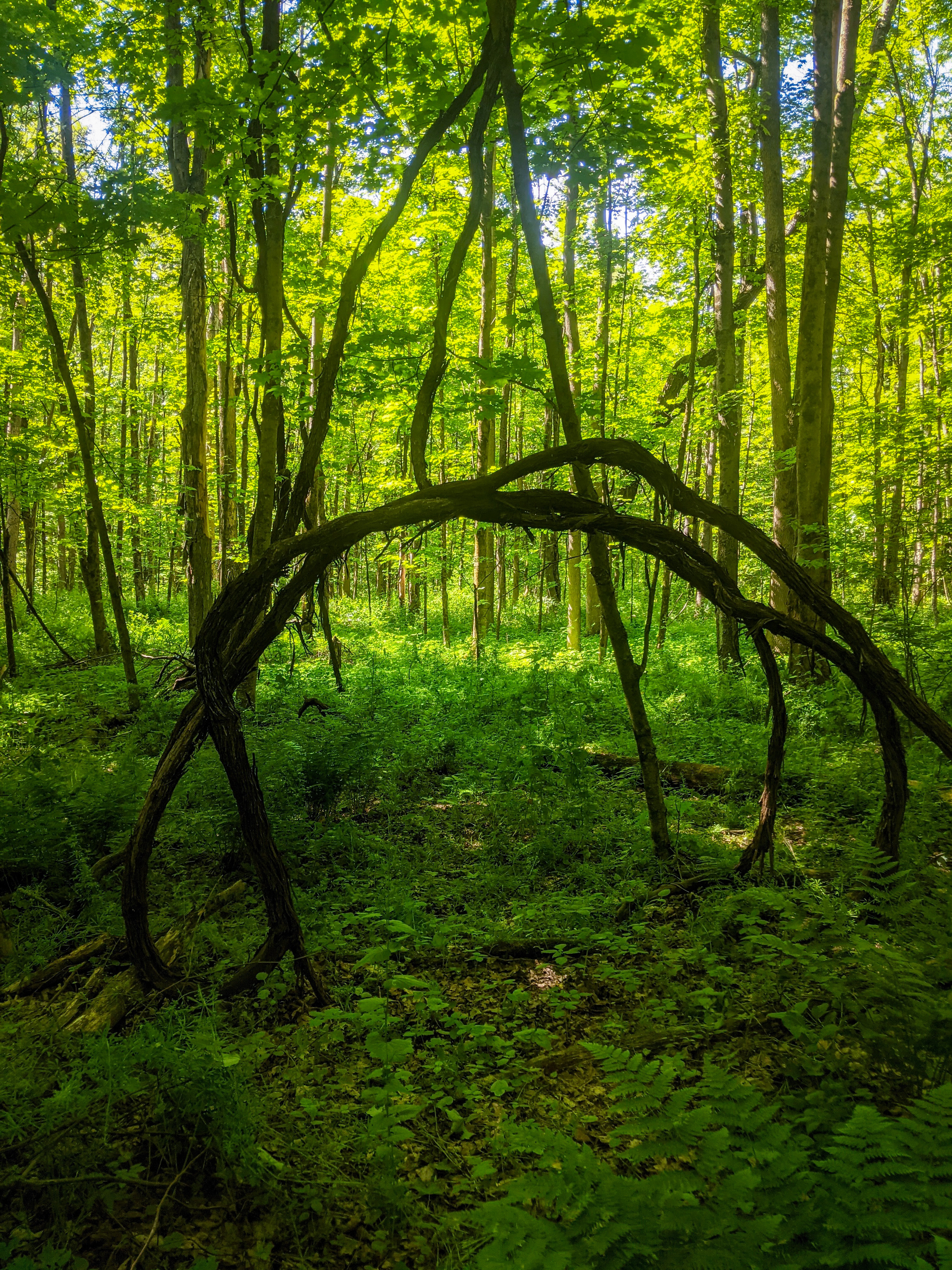 Tree Arch