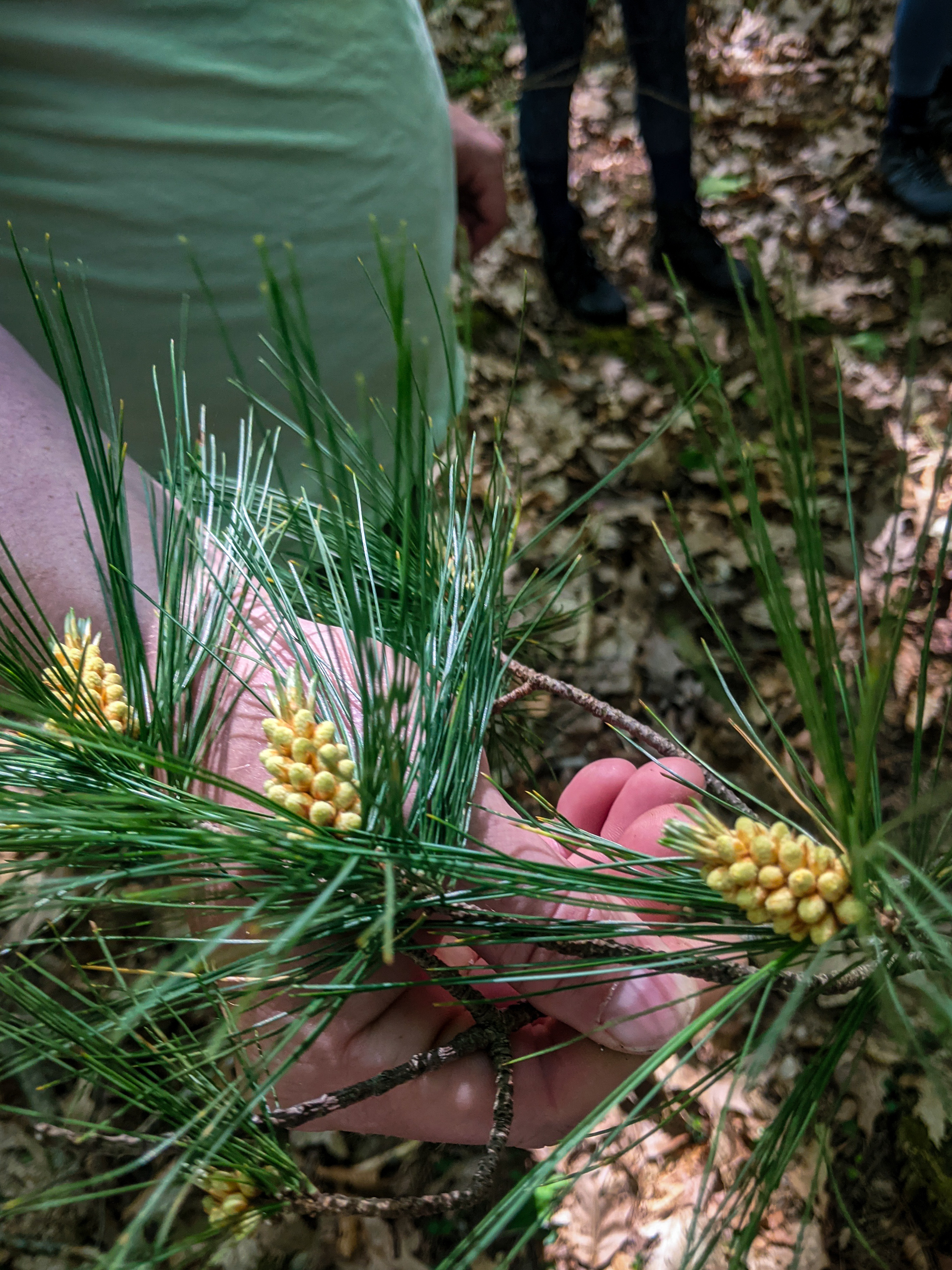 Pine Pollen Cones
