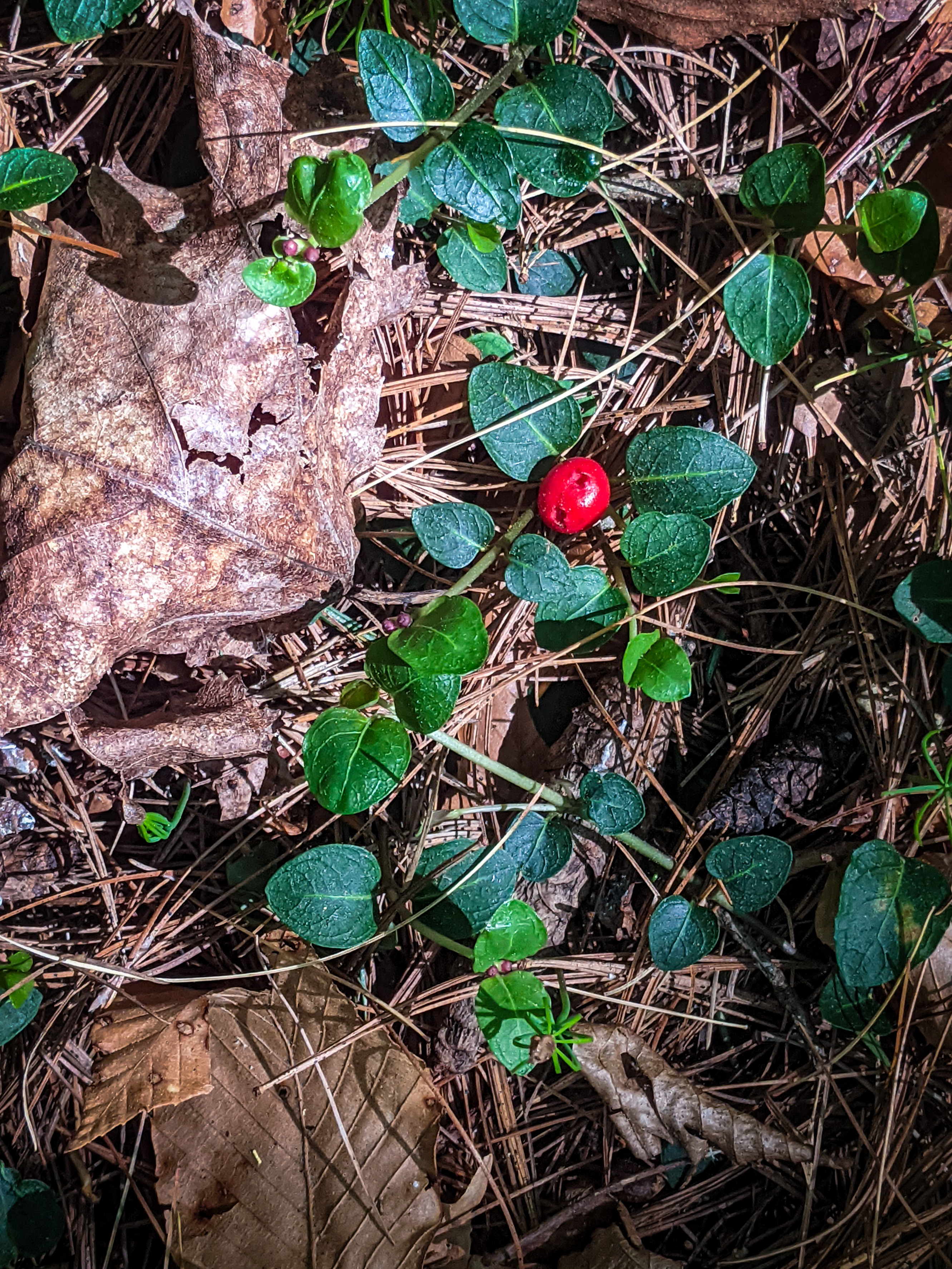 Berry