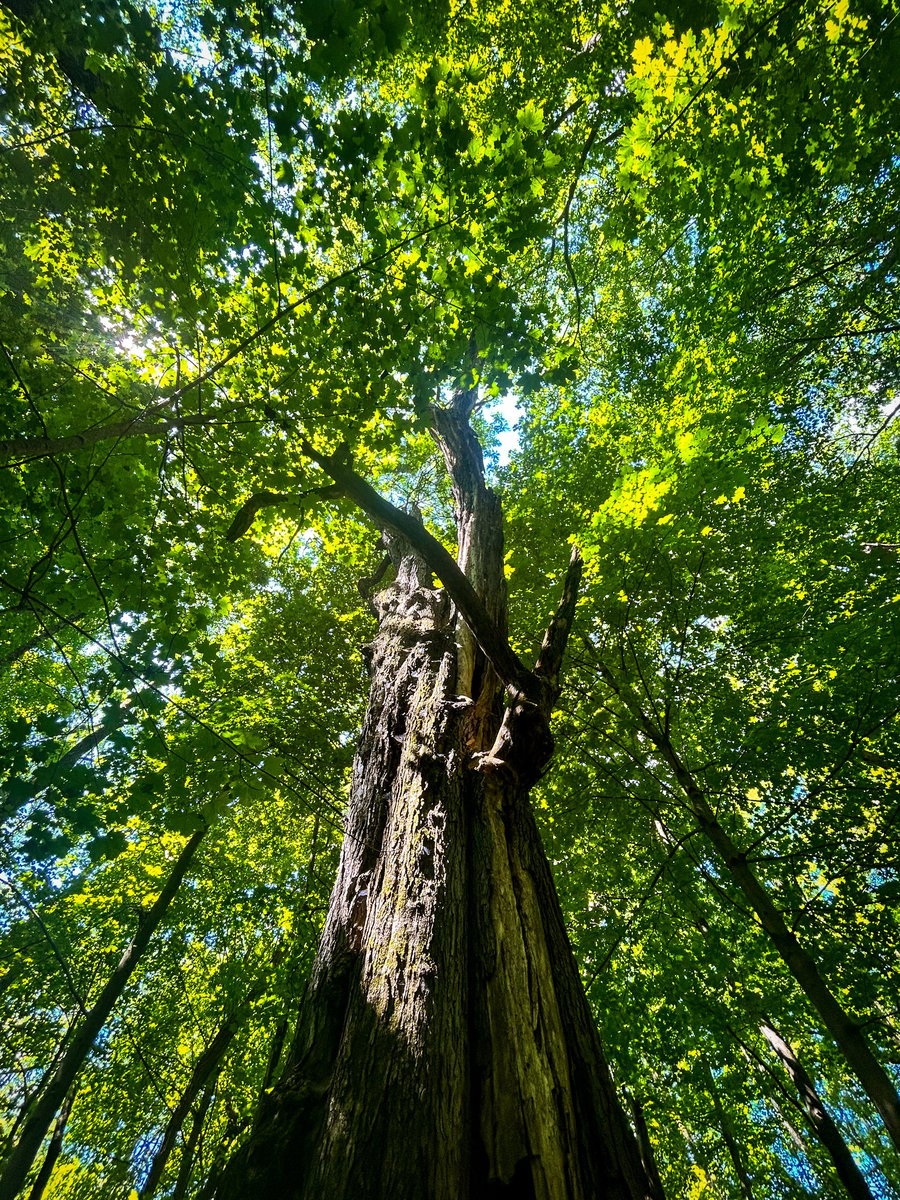 Tree Canopy