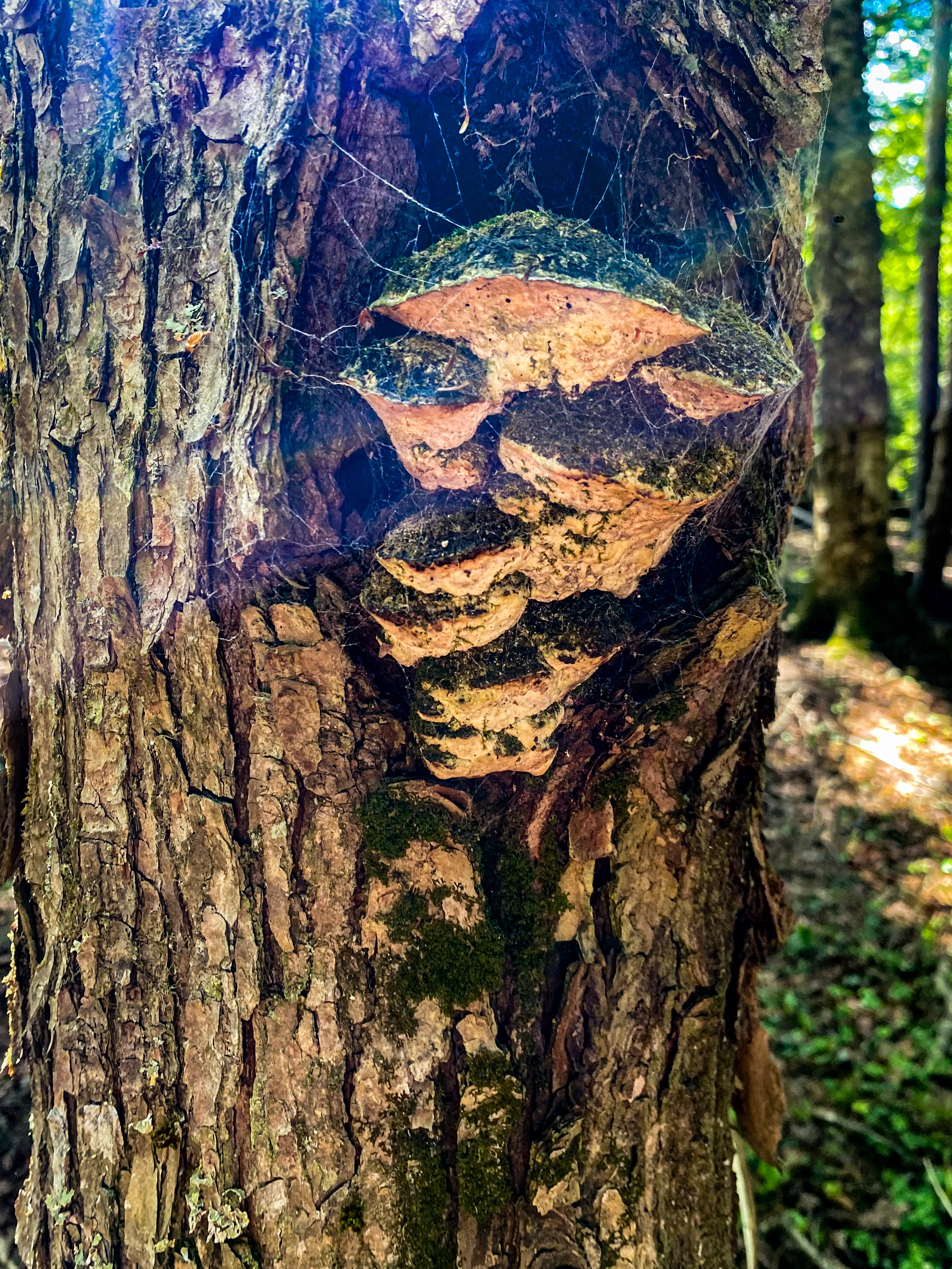 Ganoderma