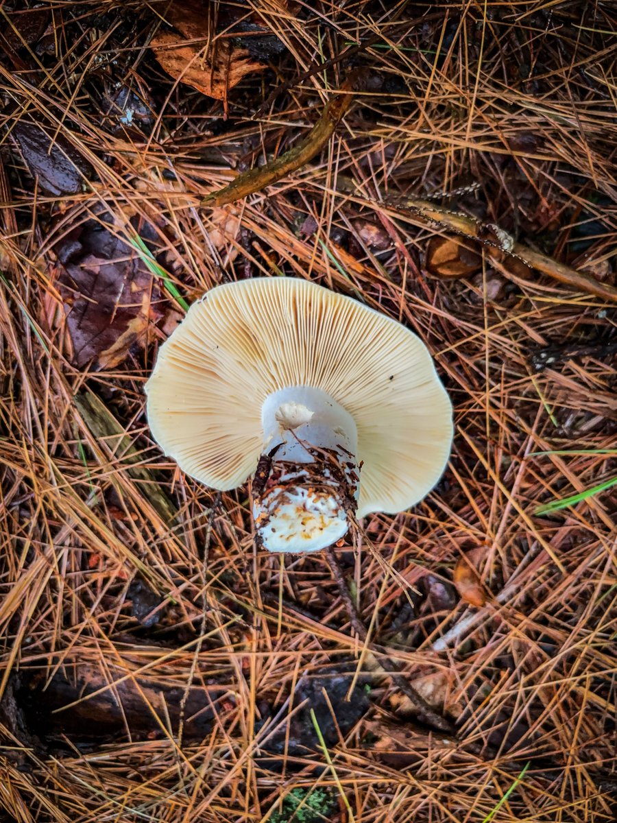 Underside