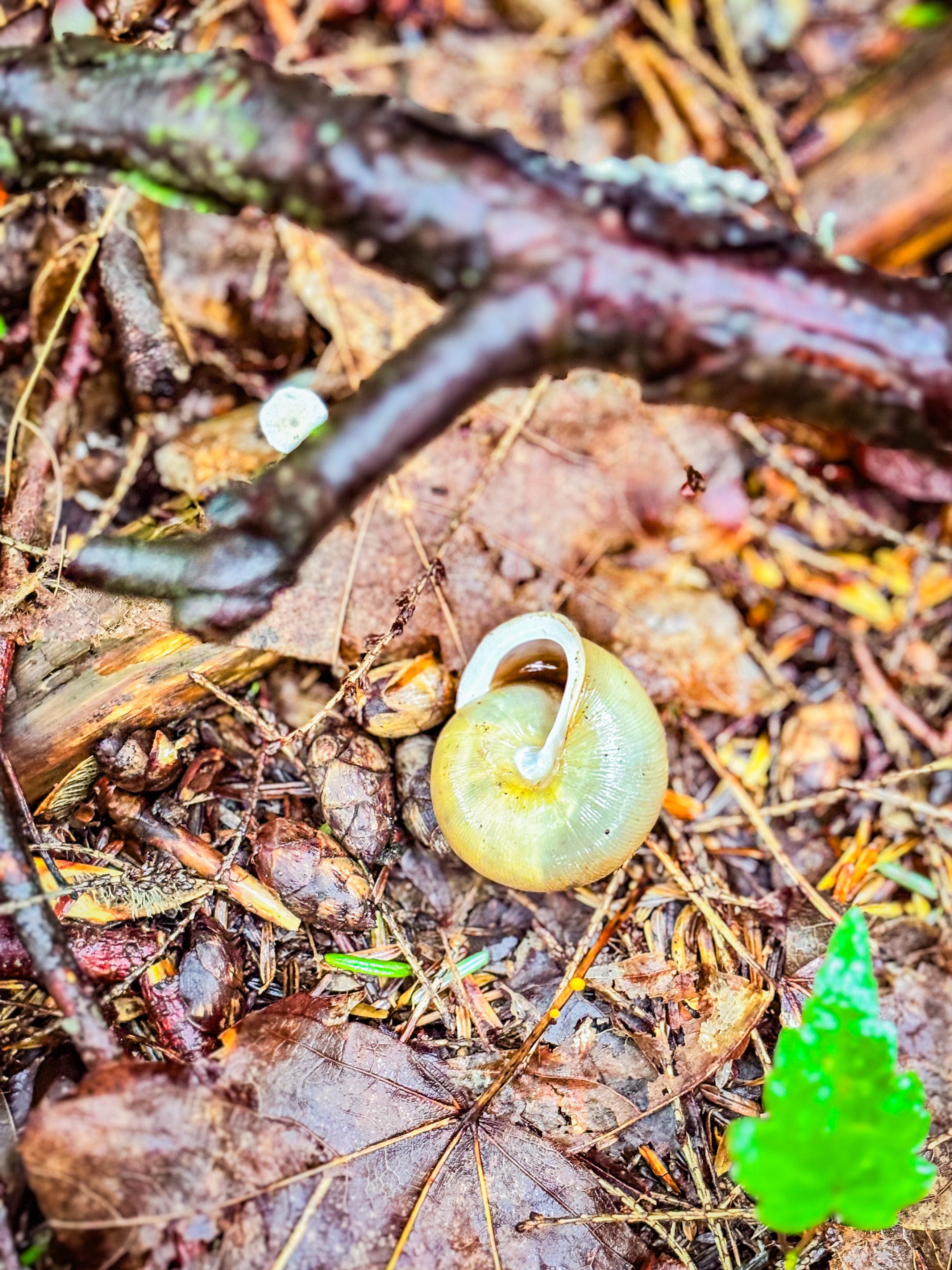 Snail shell