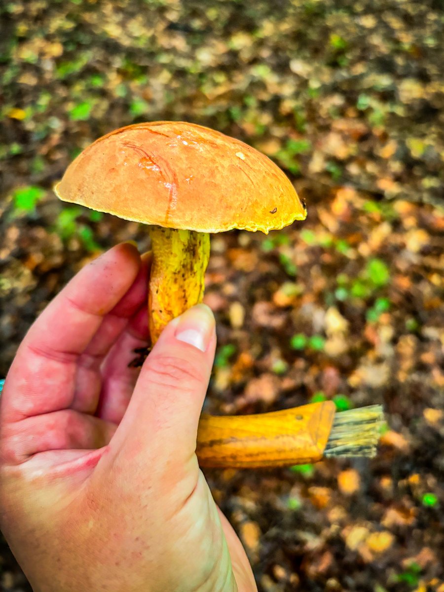 Bolete