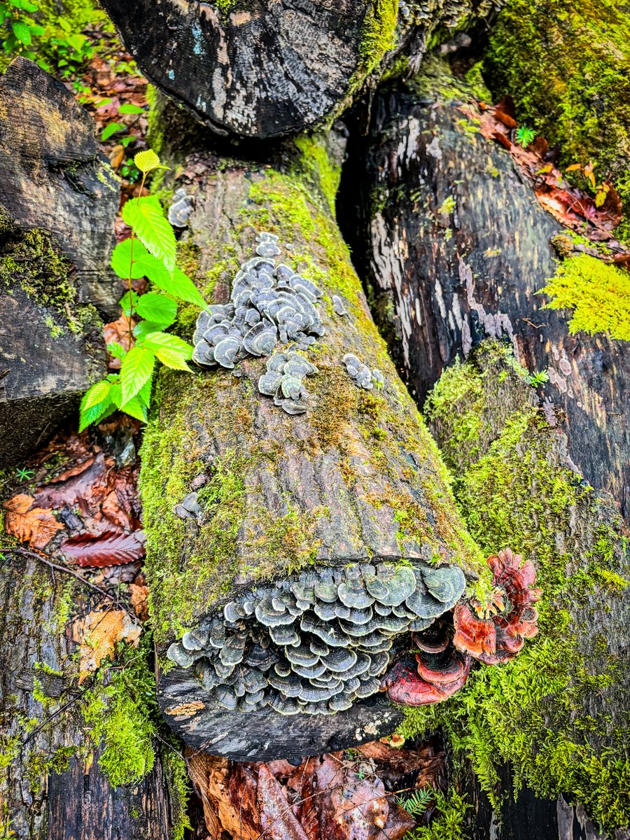 Turkey Tail