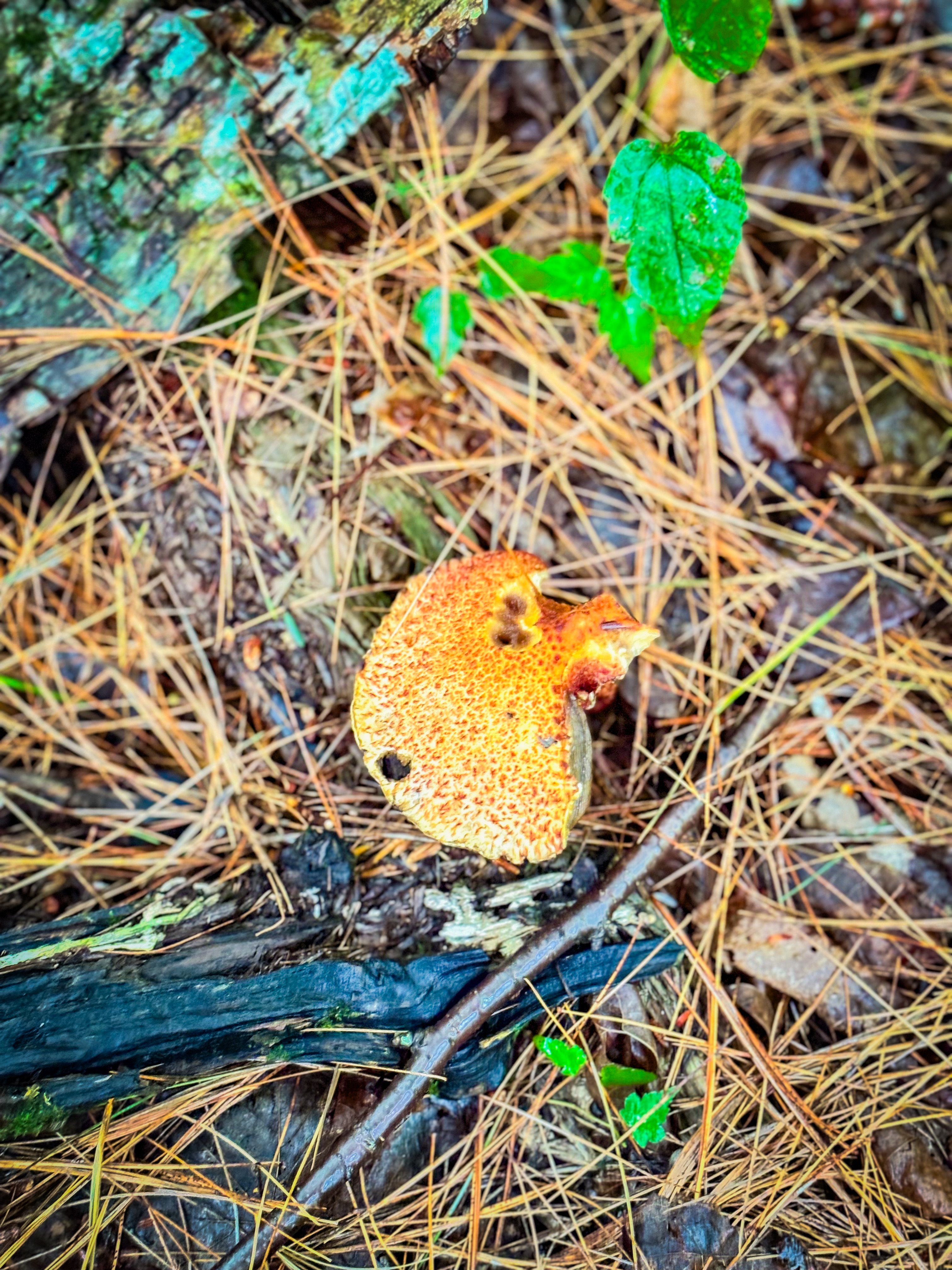 Suillus