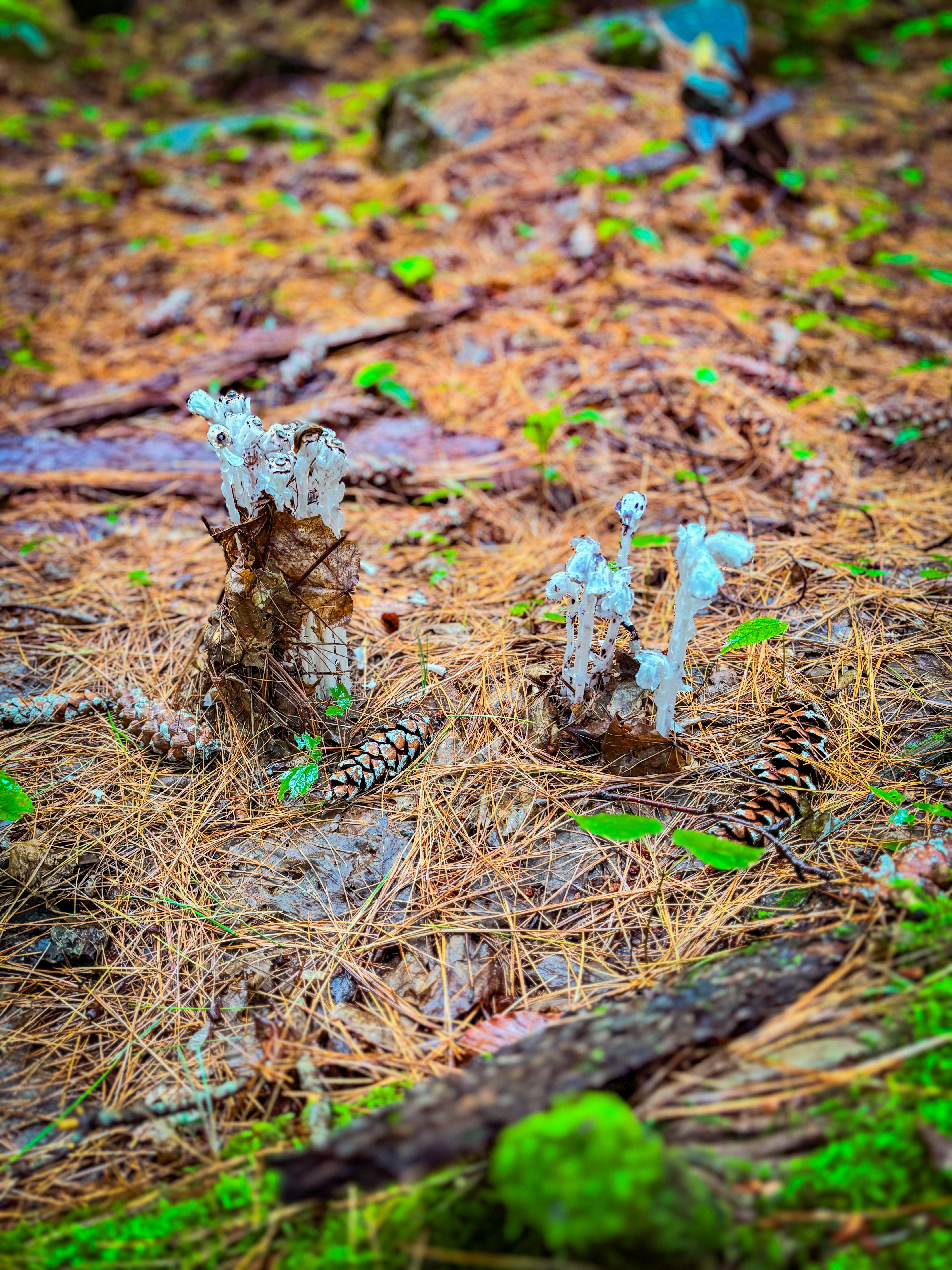 Ghost pipes