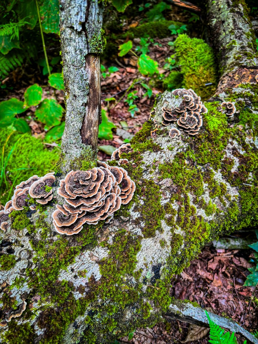 Turkey Tail