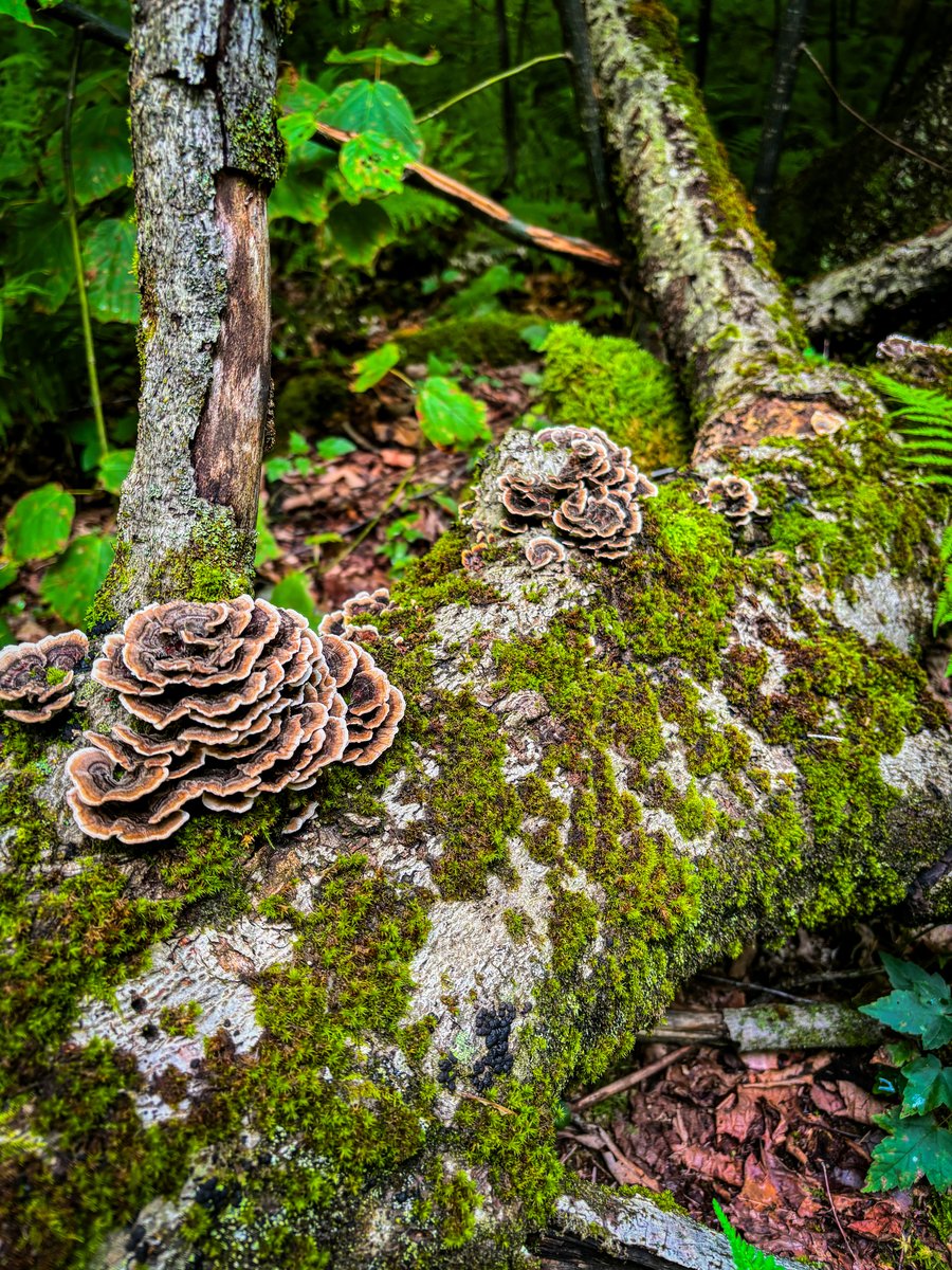 Turkey Tail