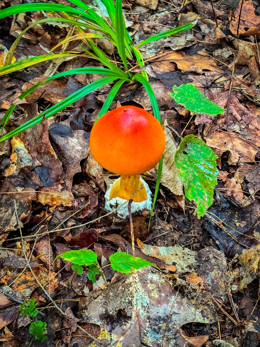 Amanita jacksonii