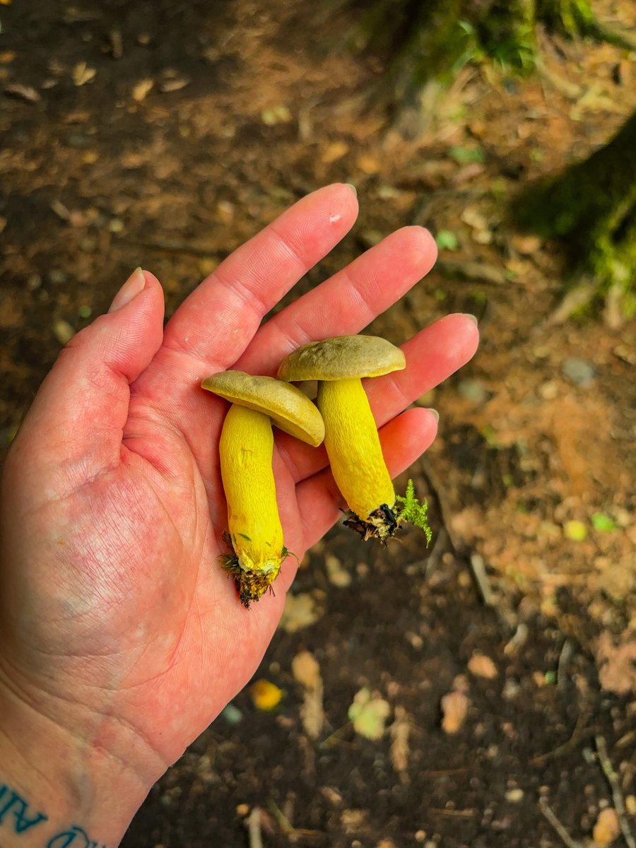 Buttery boletes