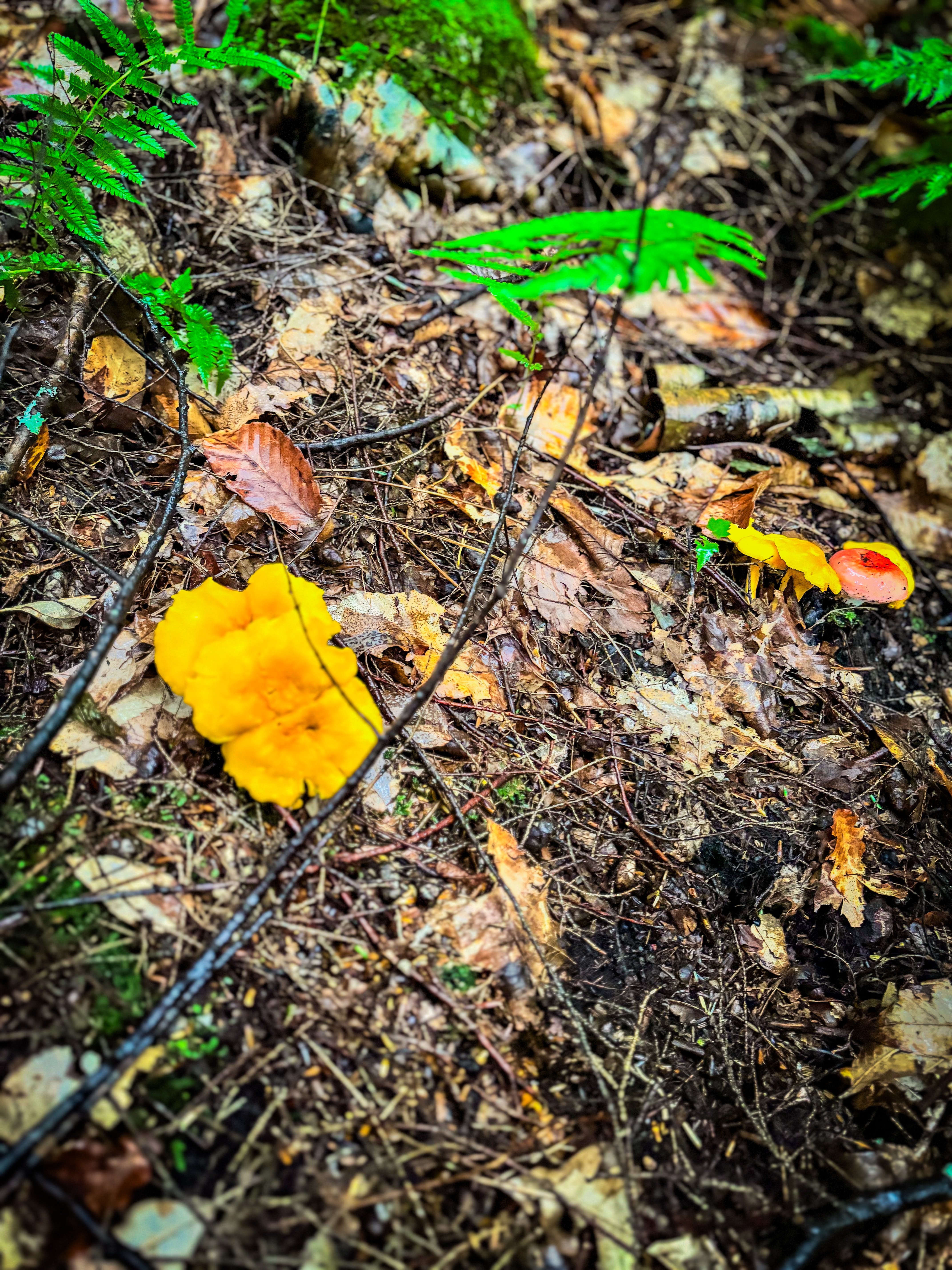 Chanterelles