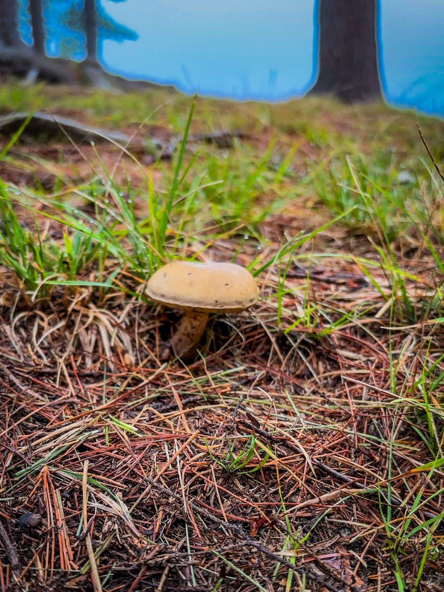 Suillus